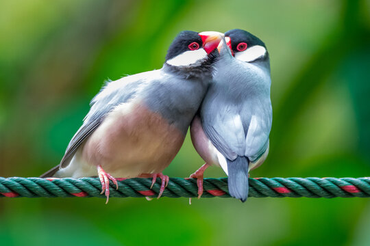 The Java sparrow also known as Java finch, Java rice sparrow or Lonchura oryzivora