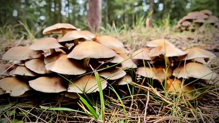 KOLONIA GRZYBÓW W LESIE © michalsen