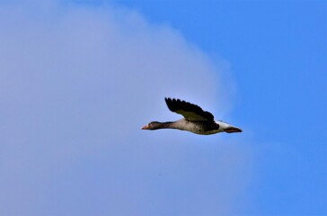 oose flies alone
  on the background of the blue sky