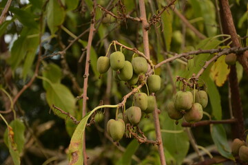 actinidia arguta, the hardy kiwi at its point of maturation