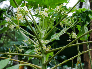 Papaya flower