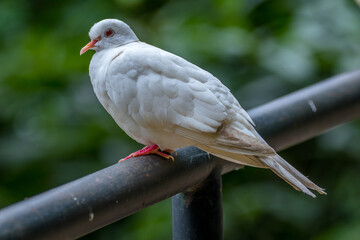 white  pigeon on a branch