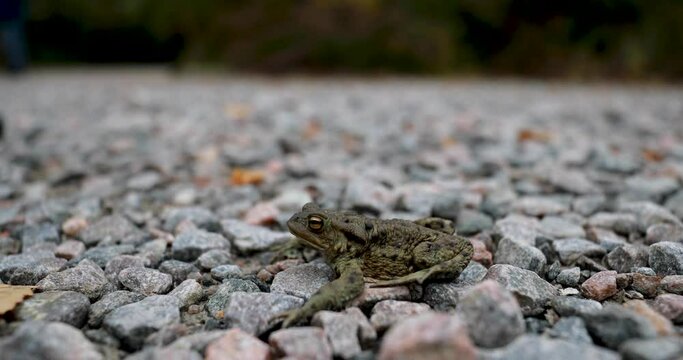 common frog moving, hopping on gravel seen from side and above in Scotland.