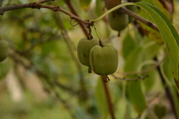 actinidia arguta, the hardy kiwi at its point of maturation