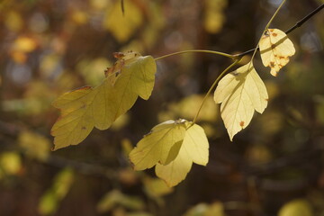 leaves
