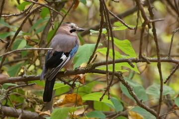 Jay in the forest