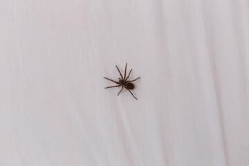 Spider crawling over white bed sheet in bedroom