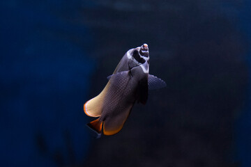 Red-tailed butterflyfish (Chaetodon collare), also known as the Pakistani butterflyfish. Fish in...