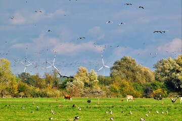 wild geese and cows in the meadow
