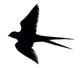 Swallow with paper card. Vector drawing