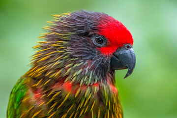 The rainbow lorikeet or Trichoglossus moluccanus