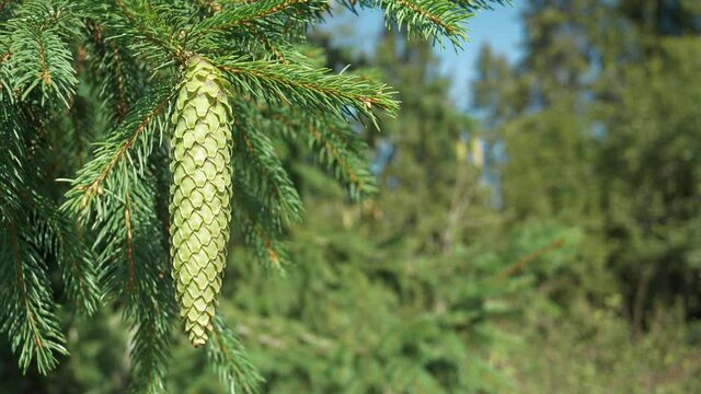 Beautiful green strobile on a fir tree in the forest