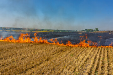Artificial set fire to the harvested wheat field. Farmers deliberately set fire to it. Air...