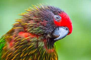The rainbow lorikeet or Trichoglossus moluccanus
