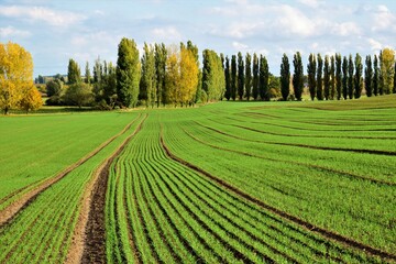 countryside landscape, field and trees