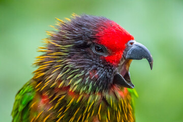 The rainbow lorikeet or Trichoglossus moluccanus
