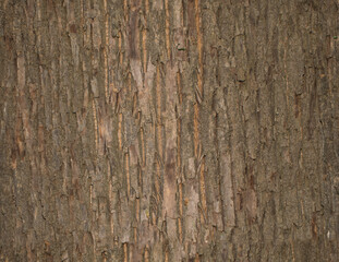 Seamless background of embossed brown bark of old tree