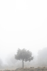 Obraz na płótnie Canvas Tree in a foggy weather in autumn