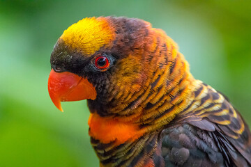 The rainbow lorikeet or Trichoglossus moluccanus