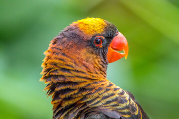 The rainbow lorikeet or Trichoglossus moluccanus