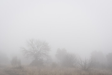 Obraz na płótnie Canvas Foggy field with bushes and trees