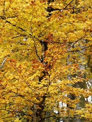(Fagus sylvatica) Buche oder rotbuche. Alter Stamm mit grauer, glatter Rinde und Zweigen mit herbstlichen Blättern