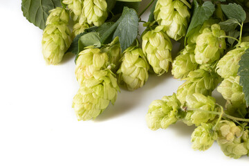 isolated image of hops close up