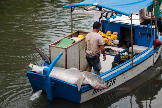Men arriving at the fishing port with dead sharks