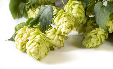 isolated image of hops close up