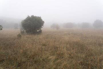 Obraz na płótnie Canvas Foggy field and big bushes