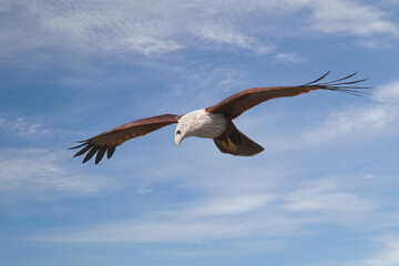 A medium-sized raptor with a rounded tail unlike other kites. Adults are unmistakable with a white head and breast contrasting with otherwise brick brown plumage. Juveniles are a darker brownish-black