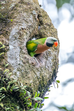 Red Breasted Parakeet Atau Moustached Parakeet