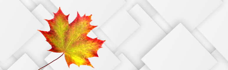 image of autumn leaves on an abstract background