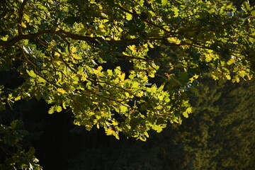 green leaves of an oak tree in a forest