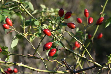 red berries in a forest