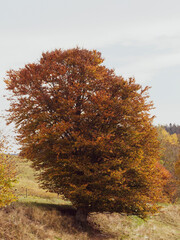 (Fagus sylvatica) Rotbuchenwald im Herbst im Hochschwarzwald