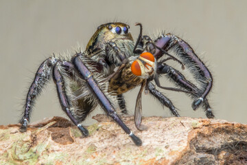 Adult Male jumping spider Hyllus diardi