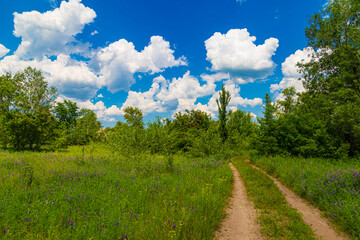 Summer nature of Ukraine. Forest country road.