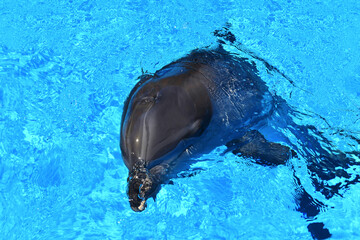 Beautiful dolphin in blue transparent water. A very curious and friendly marine animal.