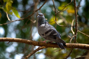 pigeon bird resting on a branch