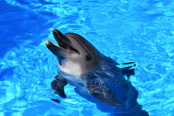 Beautiful dolphin with open mouth on the surface of blue water.