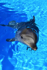 Bottlenose dolphin, or big dolphin, or bottlenose dolphin (Latin Tursiops truncatus). A good-natured and curious whale swam up to ask for a treat.