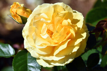 yellow rose in the garden