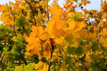 Bright yellow autumn branches of maple tree