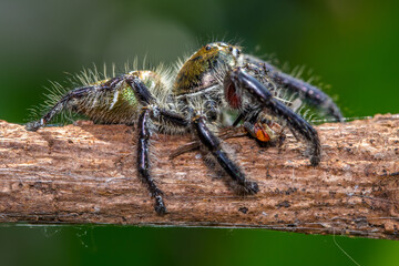 Adult Male jumping spider Hyllus diardi