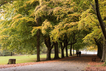 autumn tree in the bristol clifton down