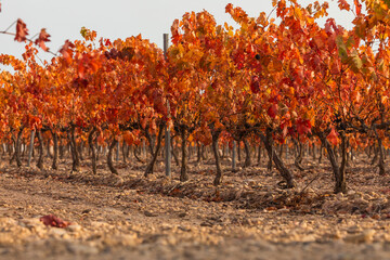 Vineyards with autumnal red leaves in the Campo de Borja region, near the small town of Magallon,...