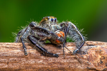 Adult Male jumping spider Hyllus diardi