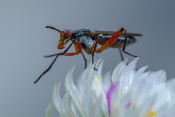 fly bug on a flower