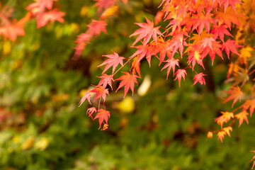 Diversität - Farbenvielfalt im Herbst